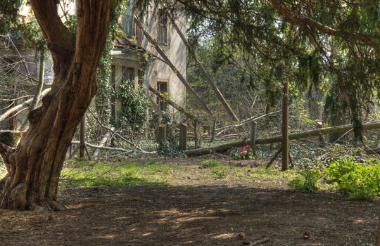 Efeubewachsenes, verfallenes Gebäude im Wald.